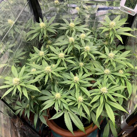Cracklinburgh Blueberry growlog timeline photo