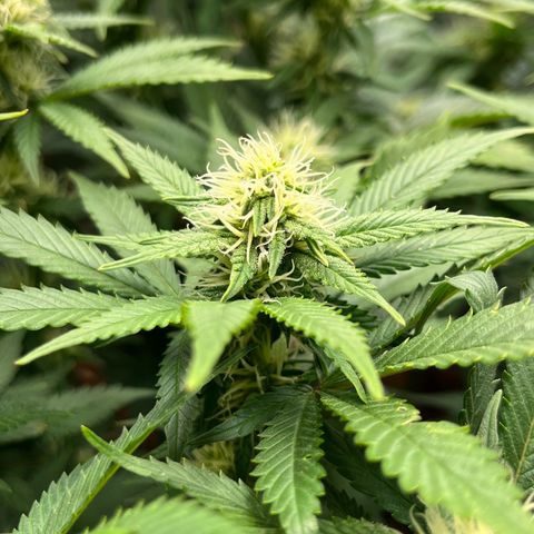 Cracklinburgh Blueberry growlog timeline photo