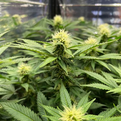 Cracklinburgh Blueberry growlog timeline photo