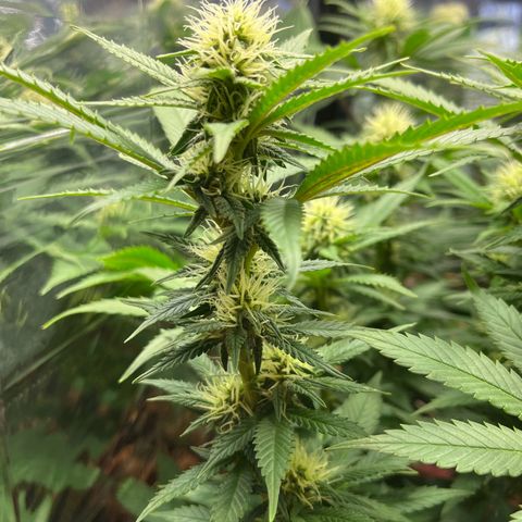 Cracklinburgh Blueberry growlog timeline photo