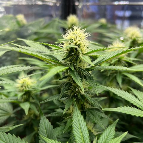 Cracklinburgh Blueberry growlog timeline photo