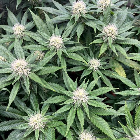 Cracklinburgh Blueberry growlog timeline photo
