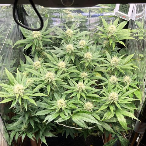 Cracklinburgh Blueberry growlog timeline photo