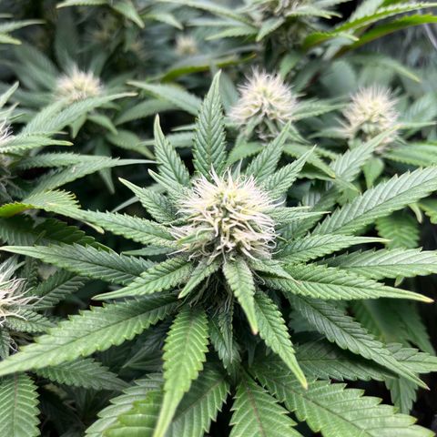 Cracklinburgh Blueberry growlog timeline photo
