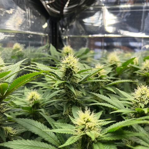 Cracklinburgh Blueberry growlog timeline photo