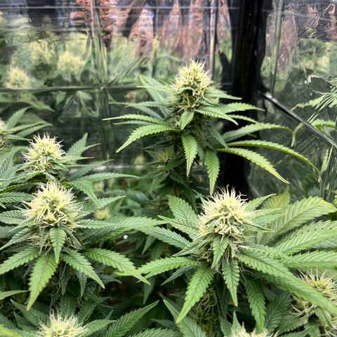 Cracklinburgh Blueberry growlog timeline photo