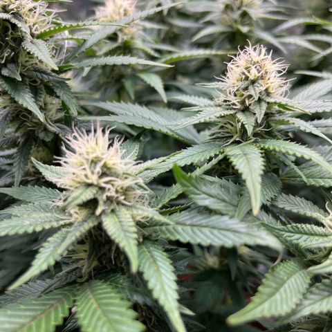 Cracklinburgh Blueberry growlog timeline photo