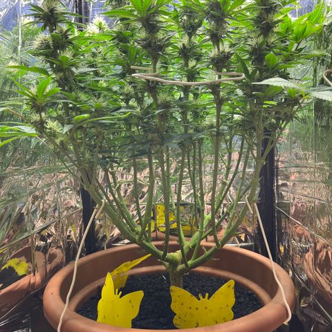 Cracklinburgh Blueberry growlog timeline photo