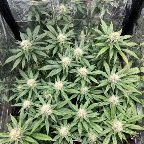Cracklinburgh Blueberry growlog timeline photo