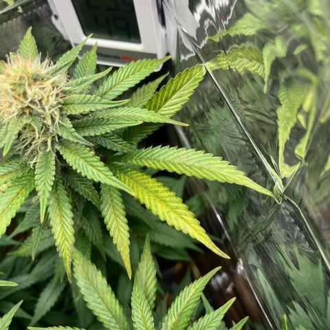Cracklinburgh Blueberry growlog timeline photo