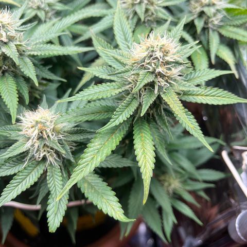 Cracklinburgh Blueberry growlog timeline photo