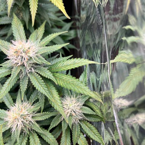Cracklinburgh Blueberry growlog timeline photo