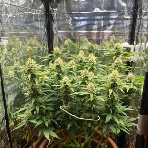Cracklinburgh Blueberry growlog timeline photo