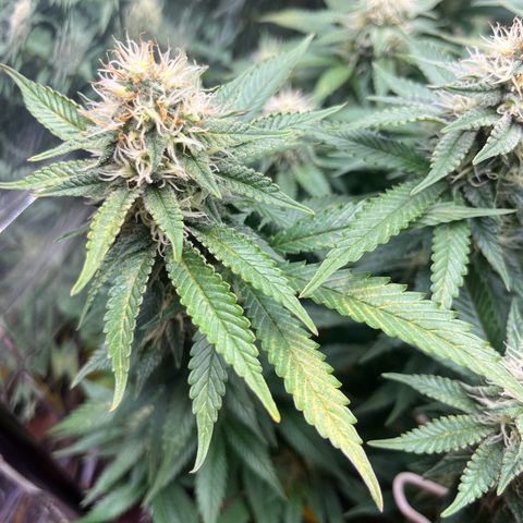 Cracklinburgh Blueberry growlog timeline photo