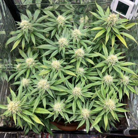 Cracklinburgh Blueberry growlog timeline photo