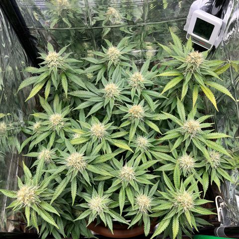 Cracklinburgh Blueberry growlog timeline photo