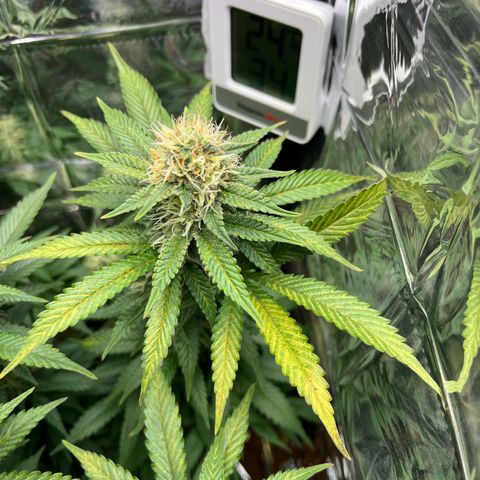 Cracklinburgh Blueberry growlog timeline photo