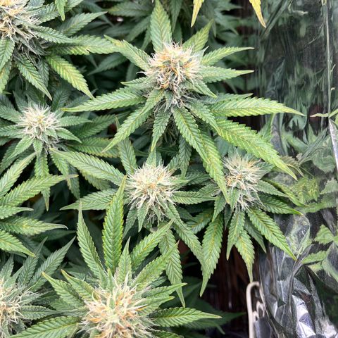 Cracklinburgh Blueberry growlog timeline photo