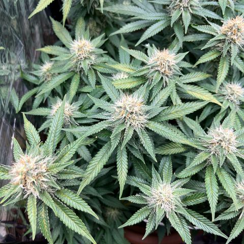 Cracklinburgh Blueberry growlog timeline photo