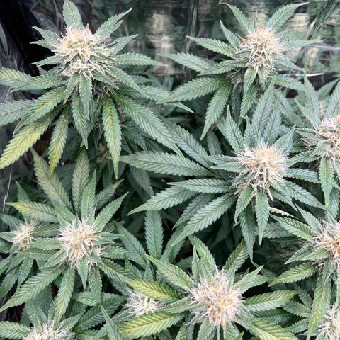 Cracklinburgh Blueberry growlog timeline photo