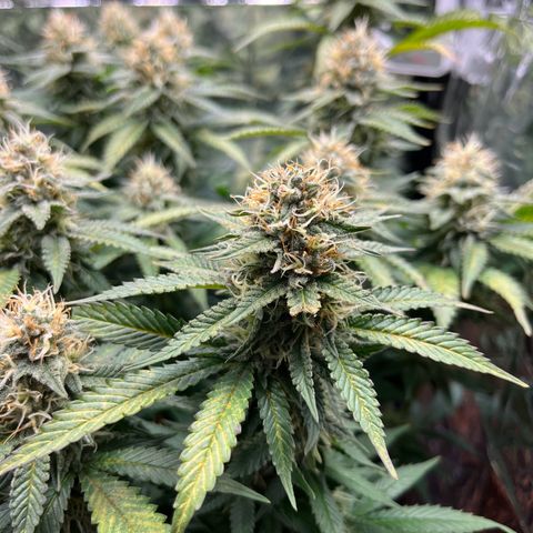 Cracklinburgh Blueberry growlog timeline photo