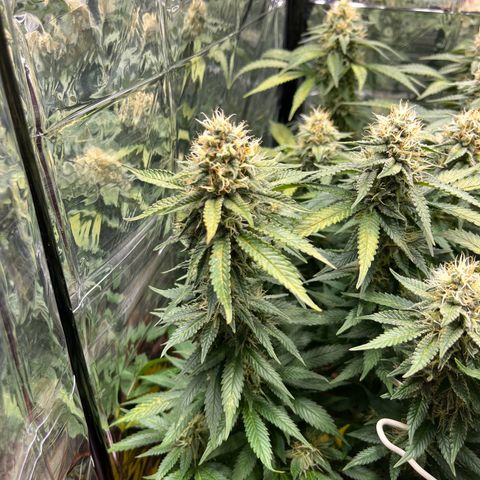 Cracklinburgh Blueberry growlog timeline photo