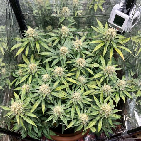 Cracklinburgh Blueberry growlog timeline photo