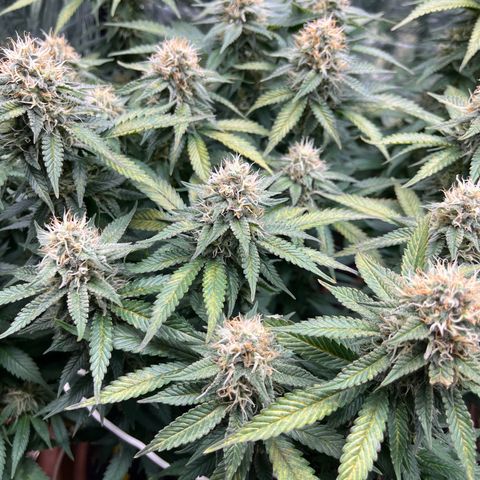 Cracklinburgh Blueberry growlog timeline photo