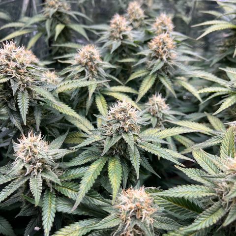 Cracklinburgh Blueberry growlog timeline photo