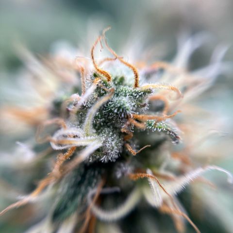 Cracklinburgh Blueberry growlog timeline photo
