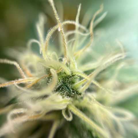 Cracklinburgh Blueberry growlog timeline photo