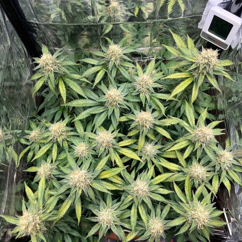 Cracklinburgh Blueberry growlog timeline photo