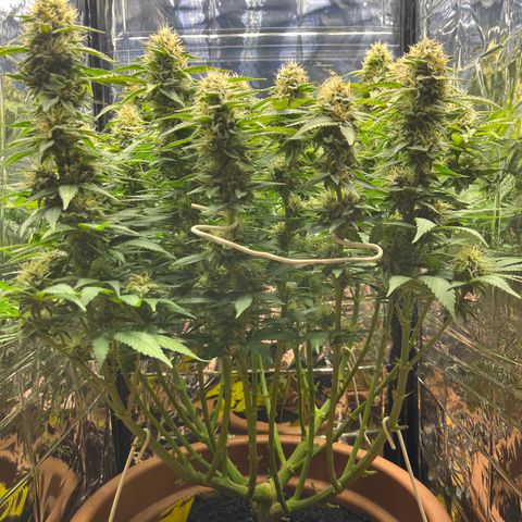 Cracklinburgh Blueberry growlog timeline photo