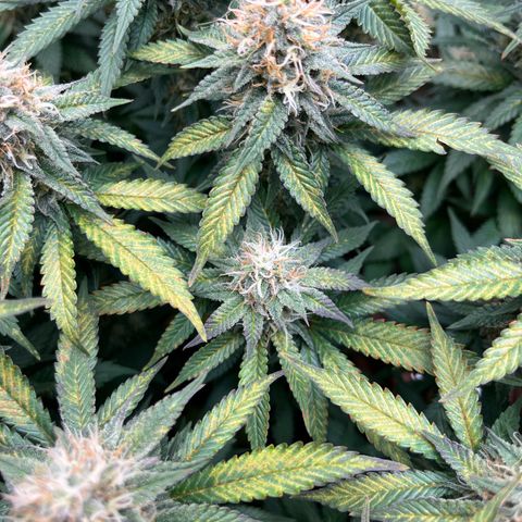 Cracklinburgh Blueberry growlog timeline photo