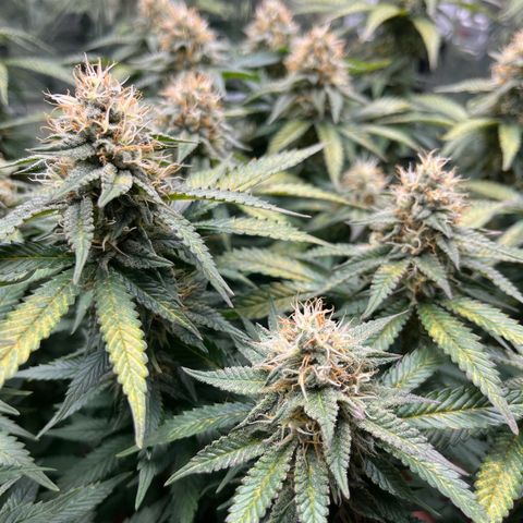 Cracklinburgh Blueberry growlog timeline photo