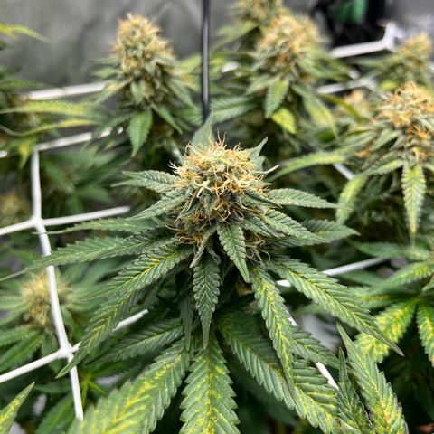 Cracklinburgh Blueberry growlog timeline photo
