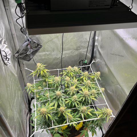 Cracklinburgh Blueberry growlog timeline photo