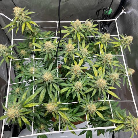 Cracklinburgh Blueberry growlog timeline photo
