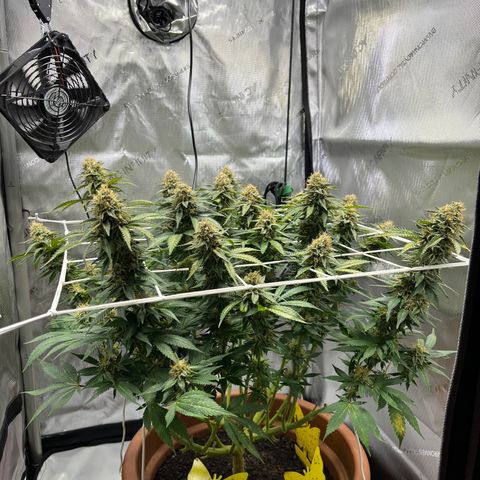 Cracklinburgh Blueberry growlog timeline photo