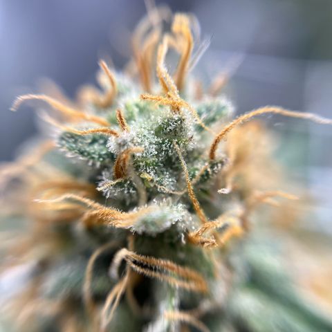 Cracklinburgh Blueberry growlog timeline photo