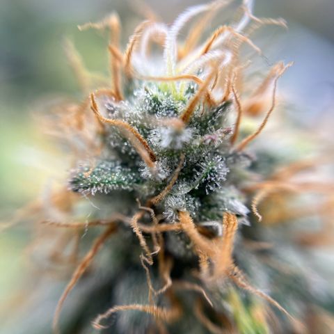 Cracklinburgh Blueberry growlog timeline photo