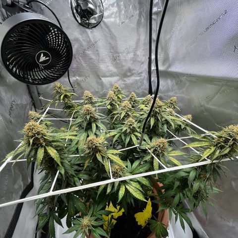 Cracklinburgh Blueberry growlog timeline photo