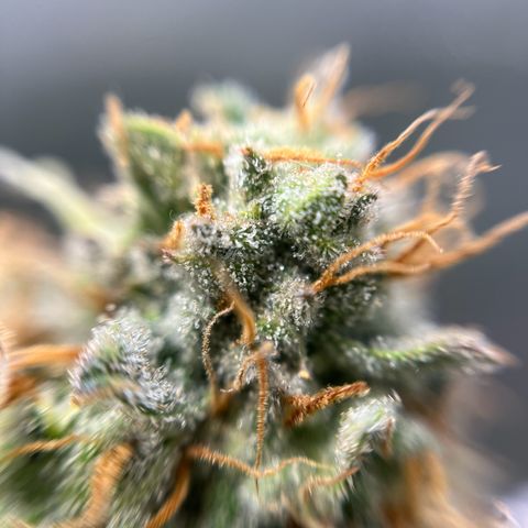 Cracklinburgh Blueberry growlog timeline photo