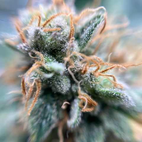 Cracklinburgh Blueberry growlog timeline photo