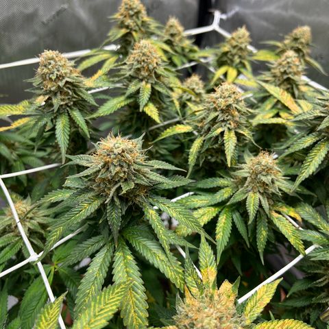 Cracklinburgh Blueberry growlog timeline photo