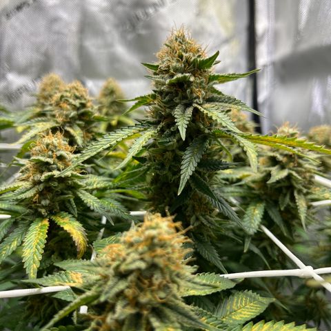 Cracklinburgh Blueberry growlog timeline photo