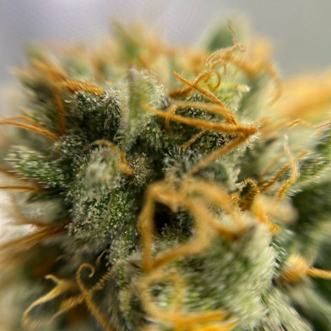 Cracklinburgh Blueberry growlog timeline photo