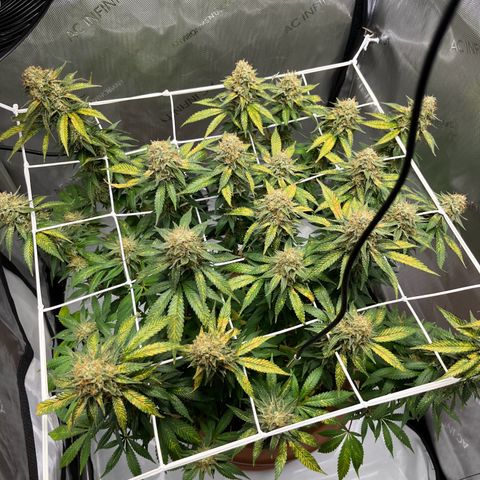 Cracklinburgh Blueberry growlog timeline photo