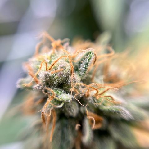 Cracklinburgh Blueberry growlog timeline photo