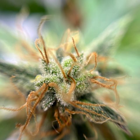 Cracklinburgh Blueberry growlog timeline photo
